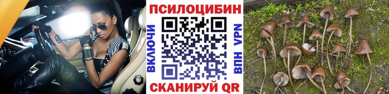 Купить где  Апрелевка  Псилоцибиновые грибы мицелий 